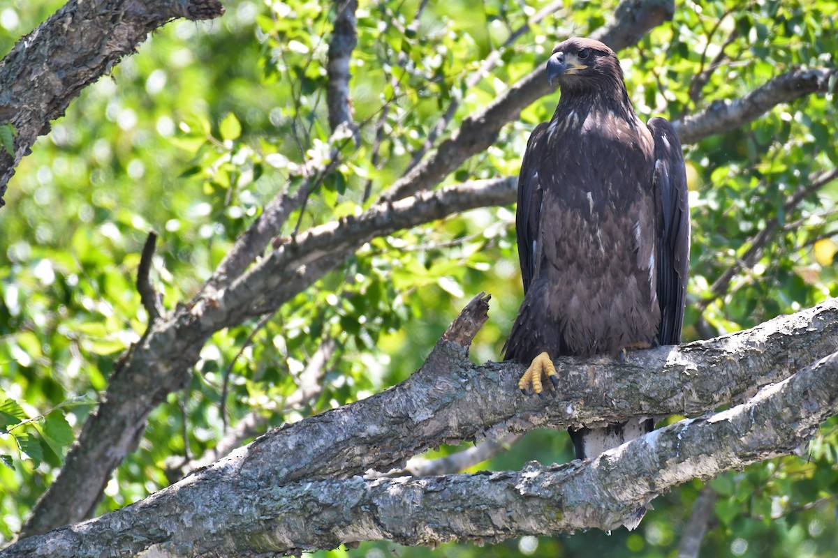 Weißkopf-Seeadler - ML250886991