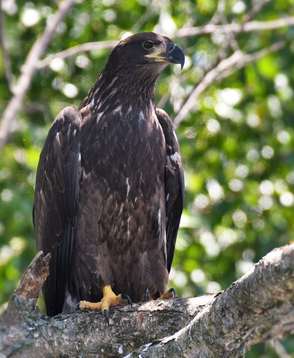 Weißkopf-Seeadler - ML250887051