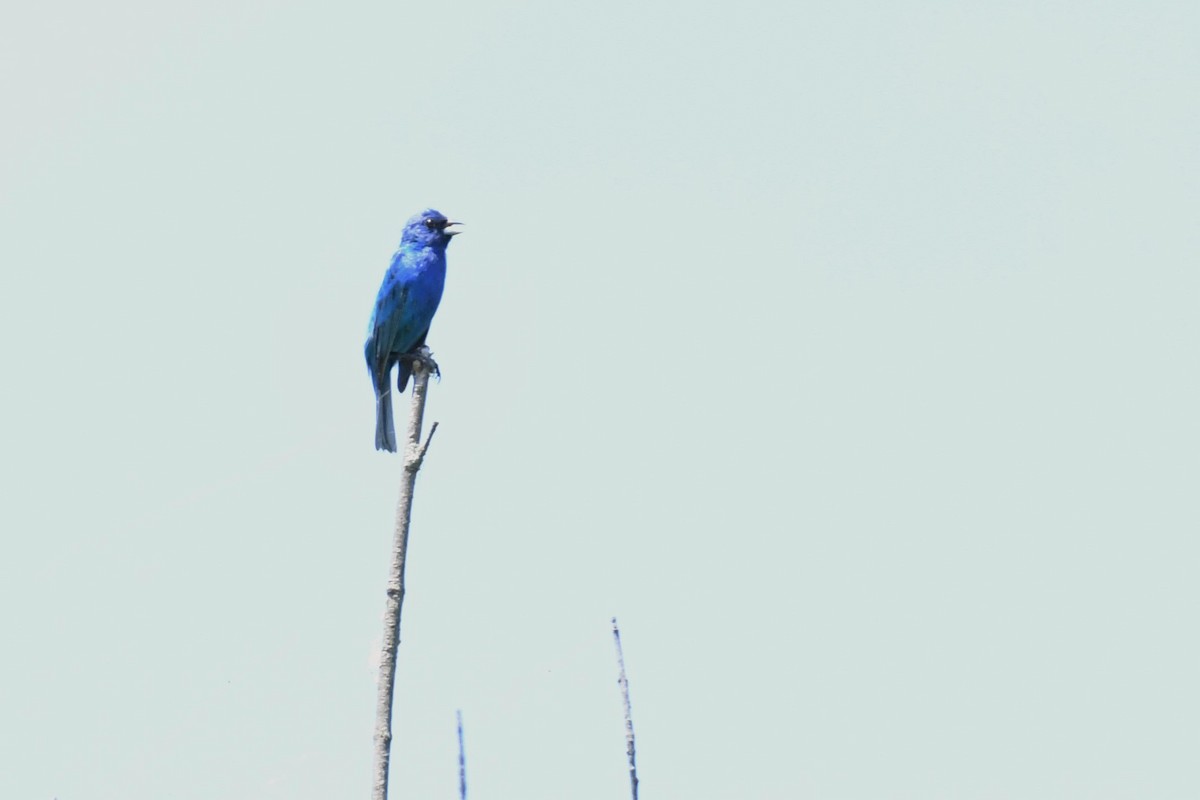 Indigo Bunting - ML250887171