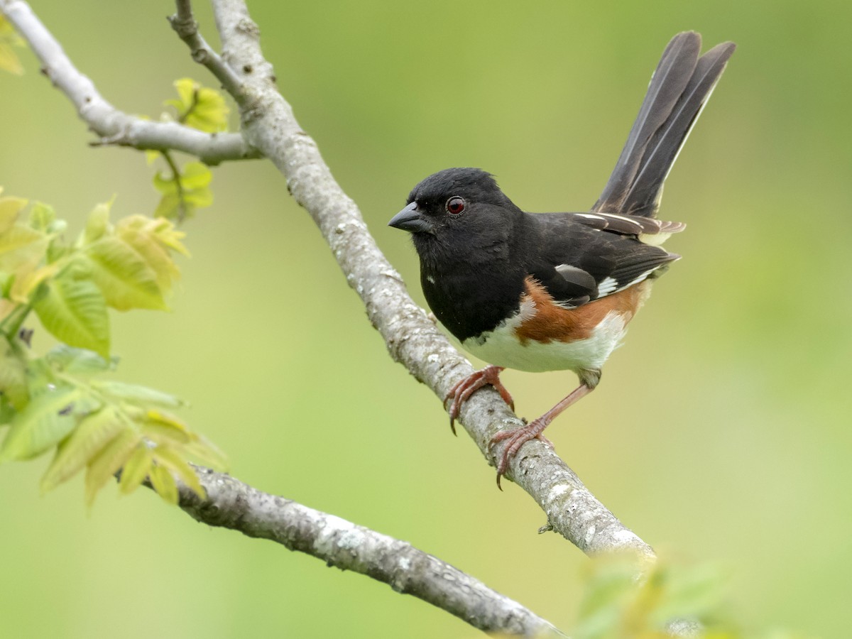 Eastern Towhee - ML250887241