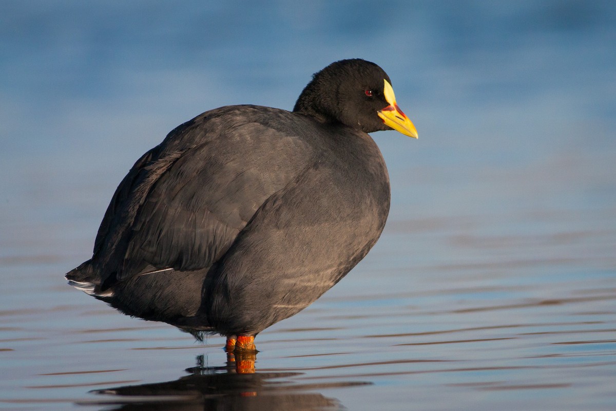 Red-gartered Coot - Ariel Cabrera Foix