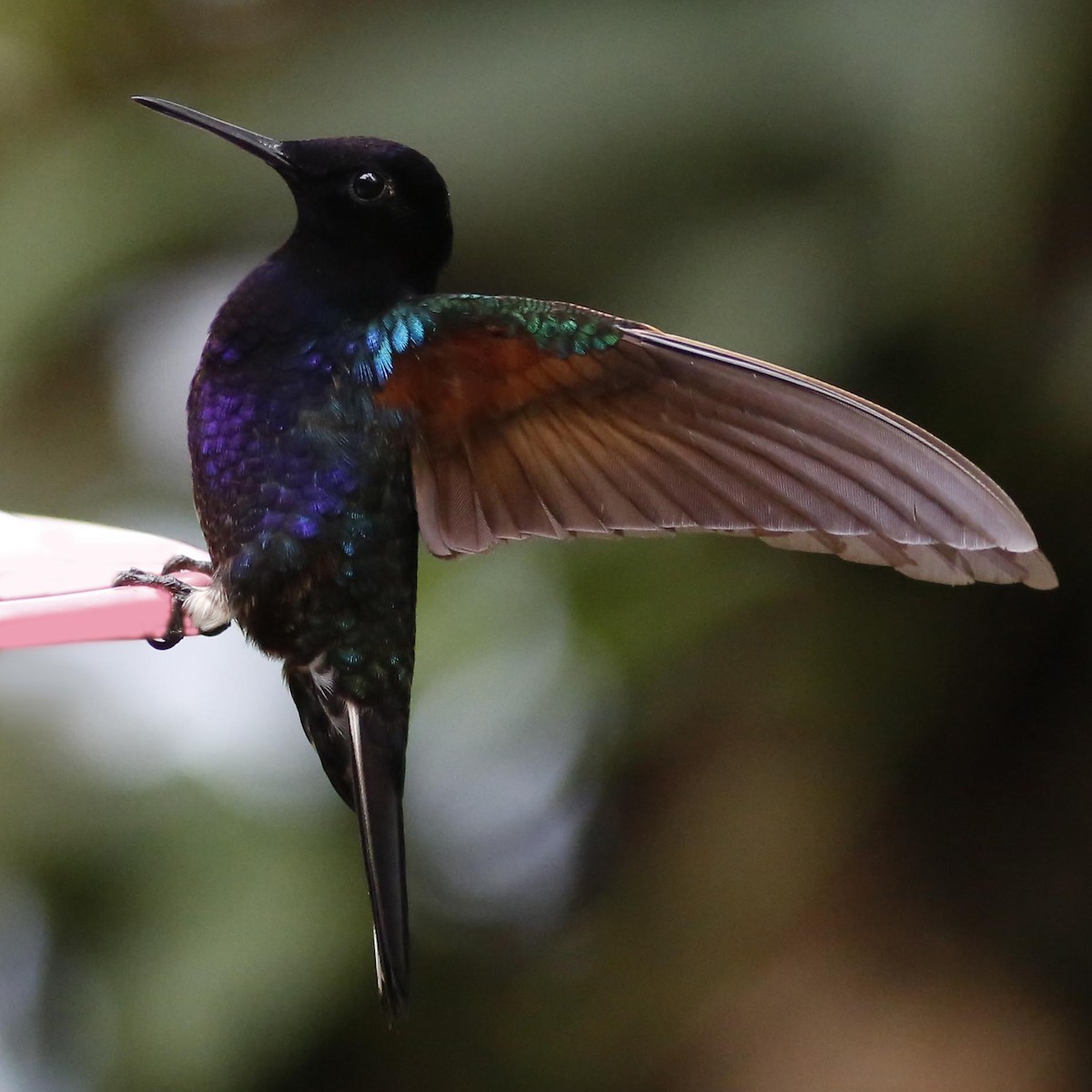 kolibřík hyacintový - ML250889681