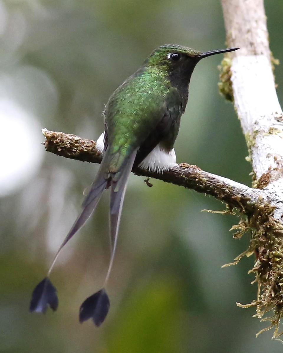 White-booted Racket-tail - ML250889971