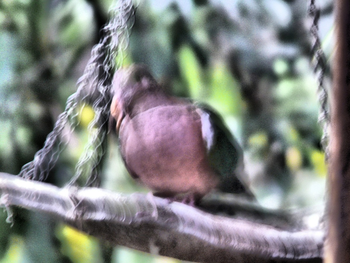 Pacific Emerald Dove - ML250890591