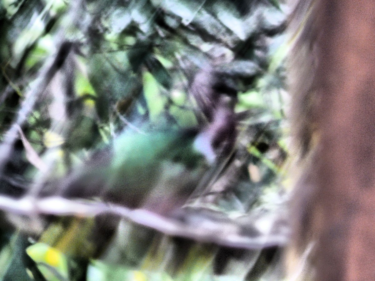 Pacific Emerald Dove - ML250890601