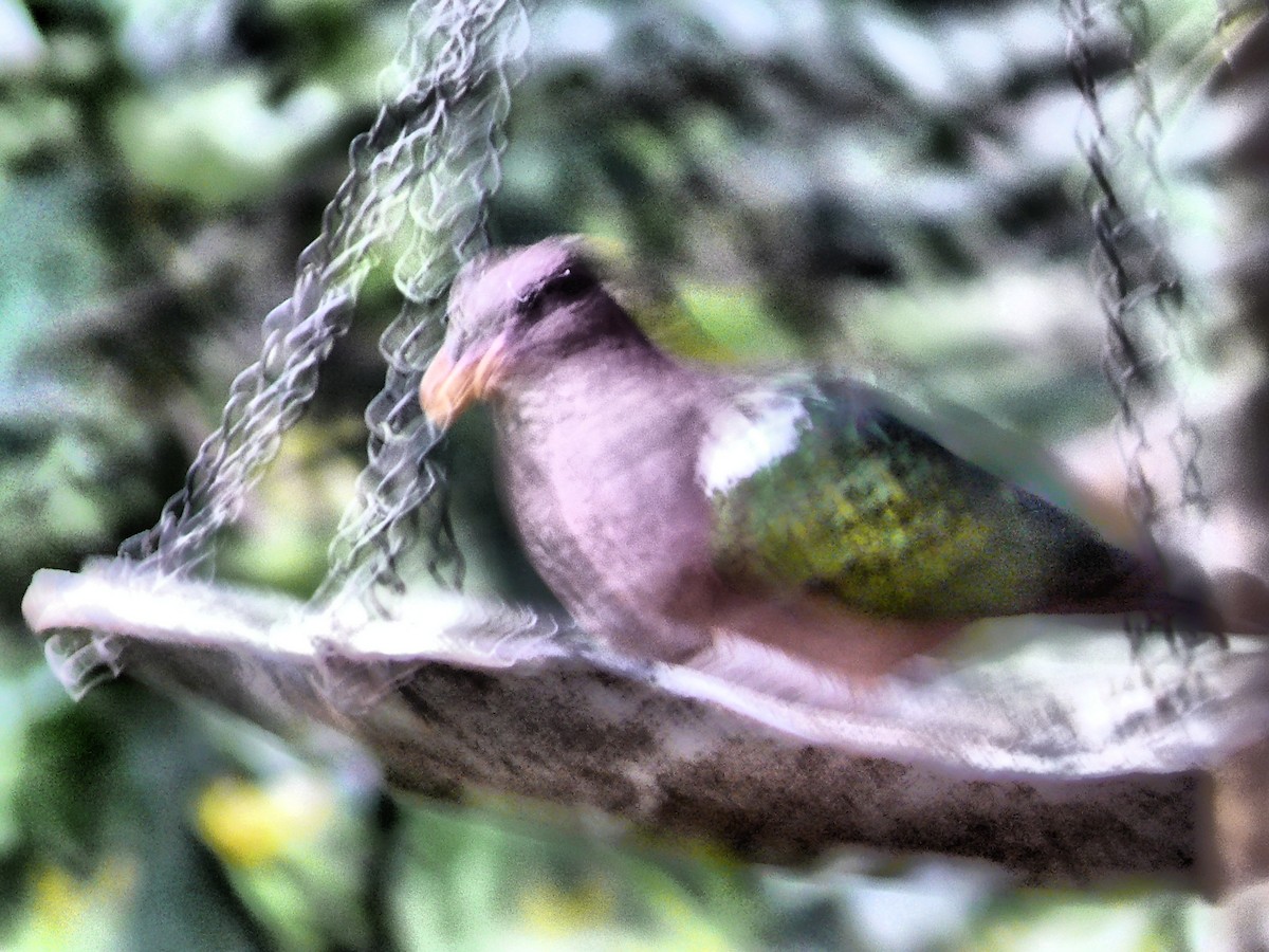 Pacific Emerald Dove - ML250890611