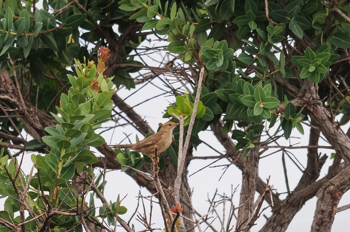 ニワカマドドリ - ML250890791