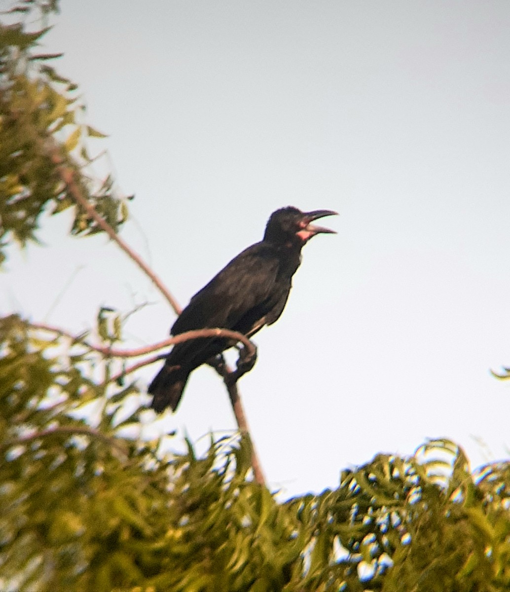 Large-billed Crow - ML250890981
