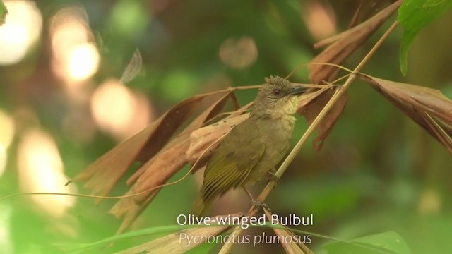 Olive-winged Bulbul - ML250891101