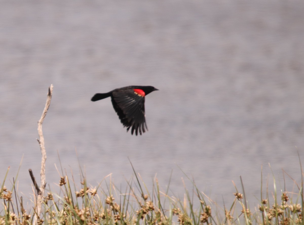 Red-winged Blackbird - ML250892021