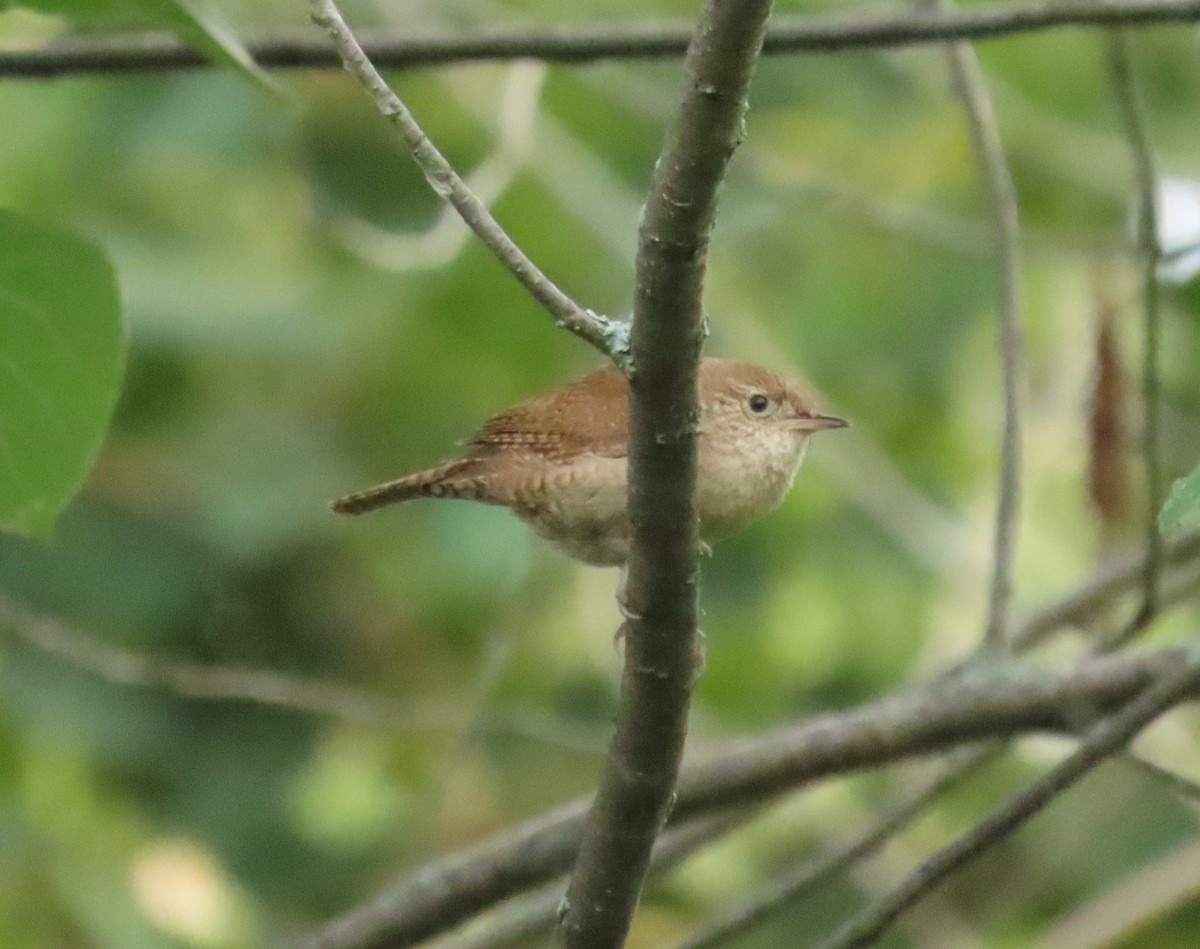 House Wren - ML250892651