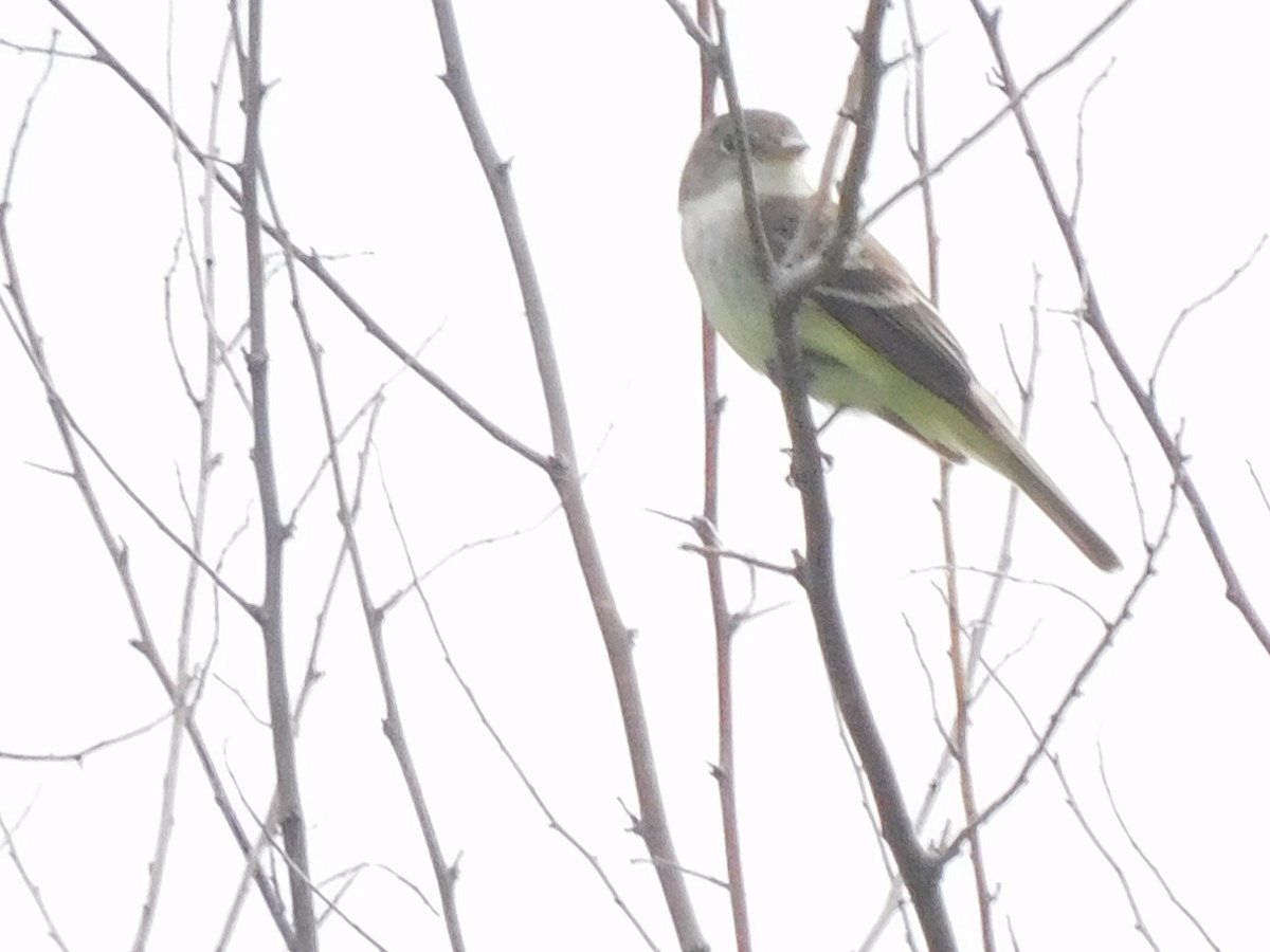 Empidonax sp. - ML250893131