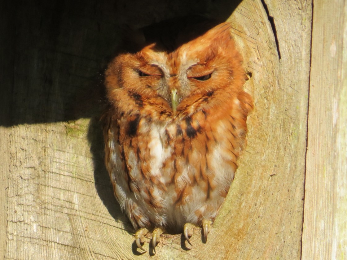 Eastern Screech-Owl - ML25089401