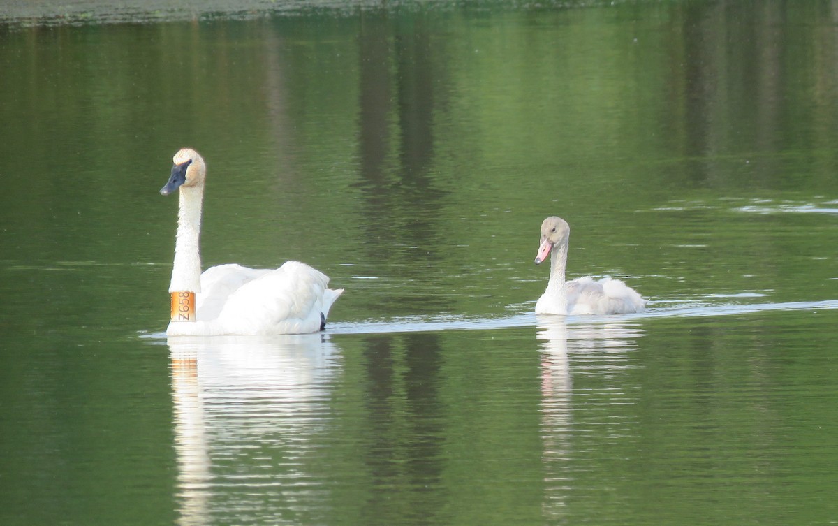 Trumpeter Swan - Linda Millington
