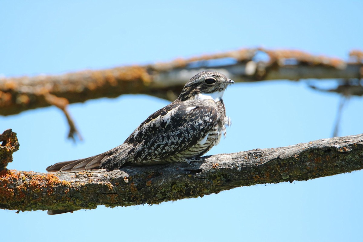 Common Nighthawk - ML250896081