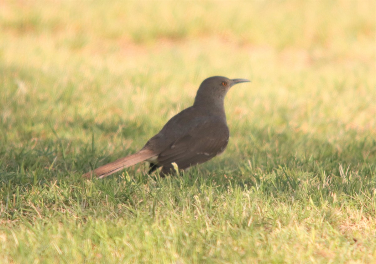 Curve-billed Thrasher - ML250896261