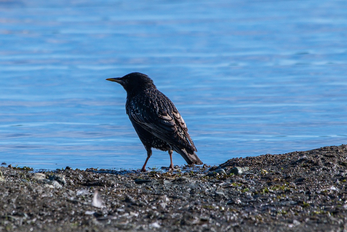 European Starling - ML250897511