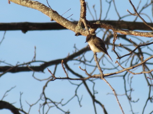 Eastern Phoebe - ML25089821