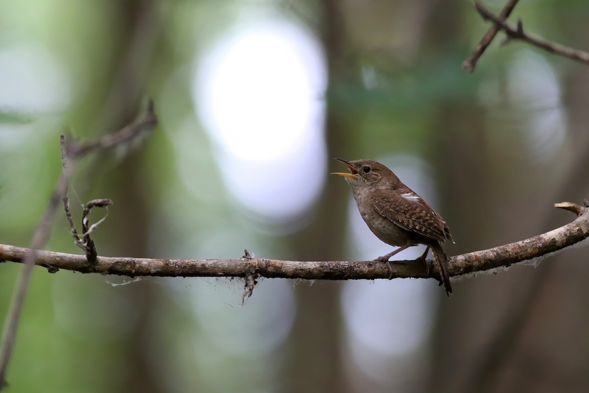 House Wren - ML250898551