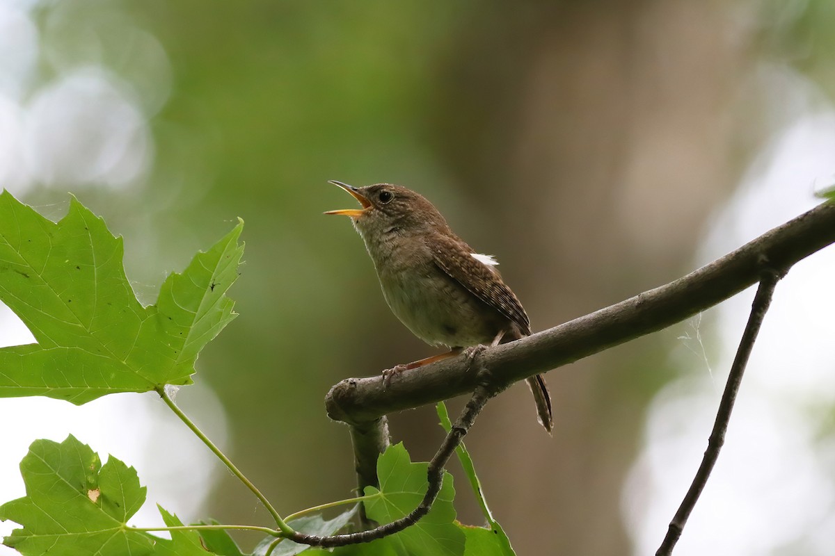 House Wren - Anonymous