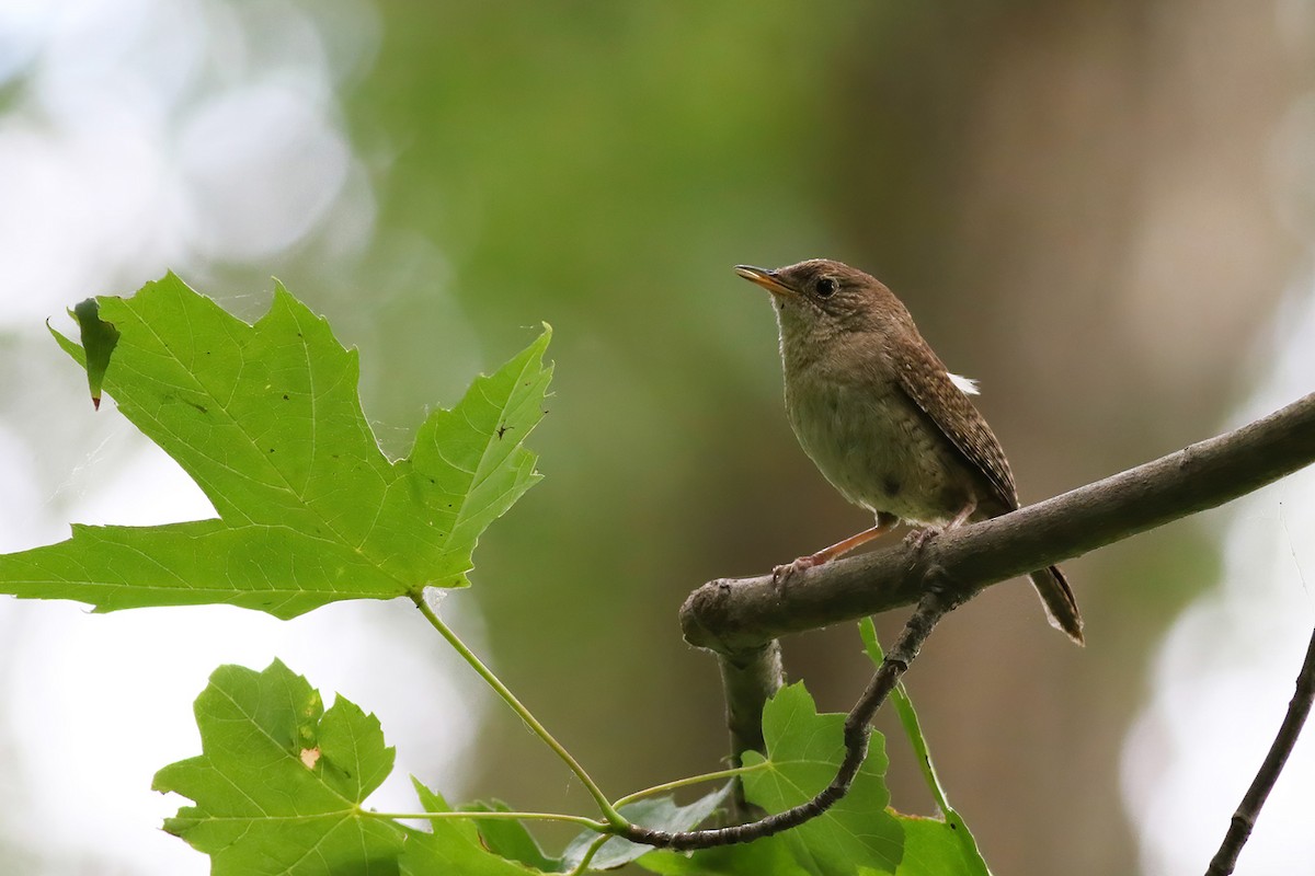 House Wren - ML250898571