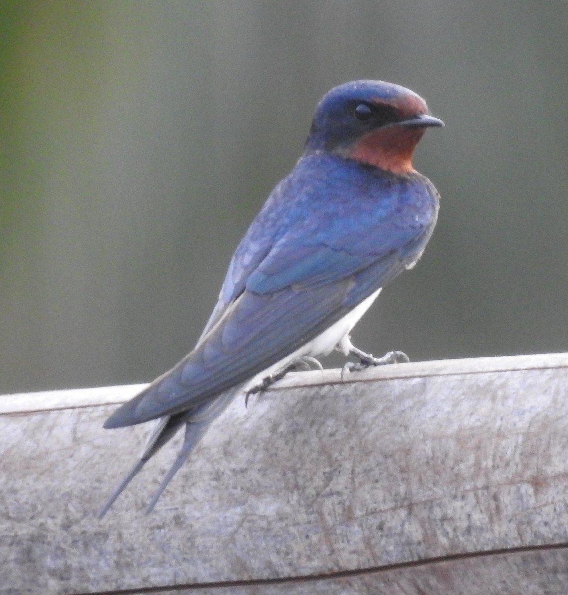 Barn Swallow - Gokul krishnan