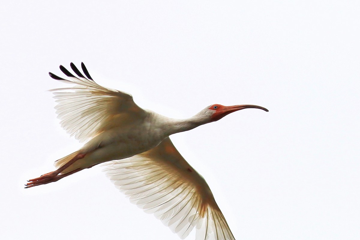 White Ibis - Brent Cox