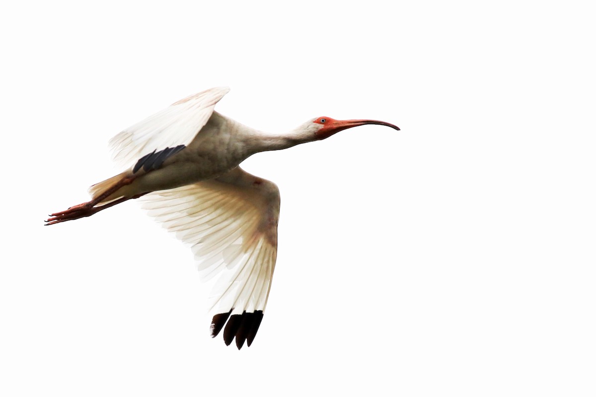 White Ibis - Brent Cox
