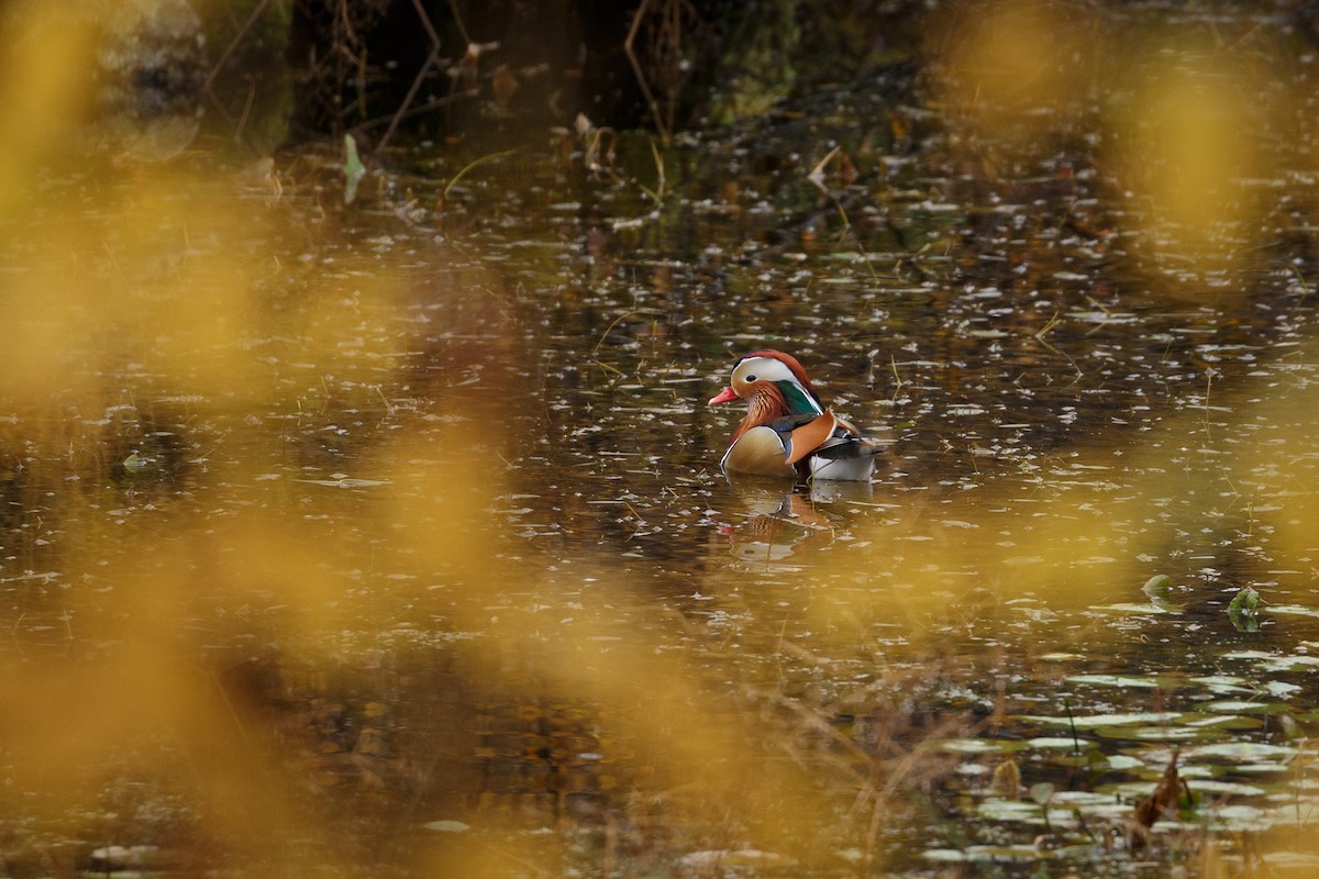 Mandarin Duck - ML250899421