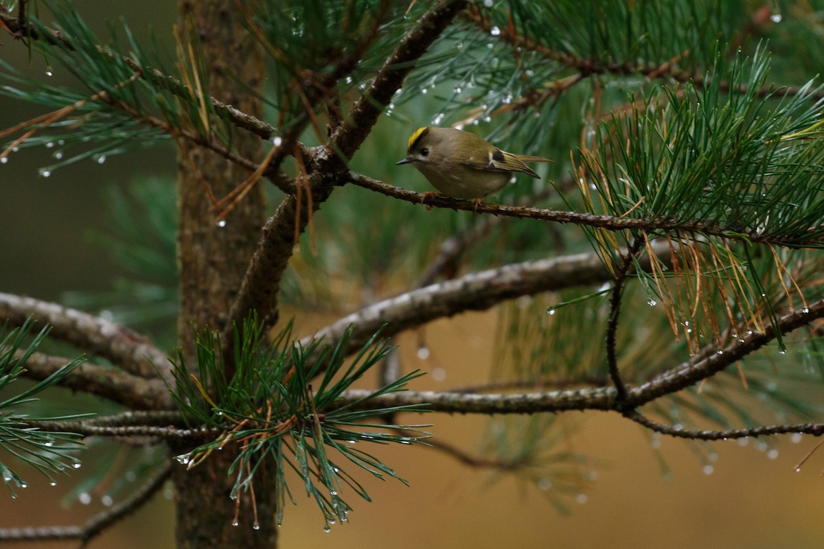 Goldcrest - ML250899441