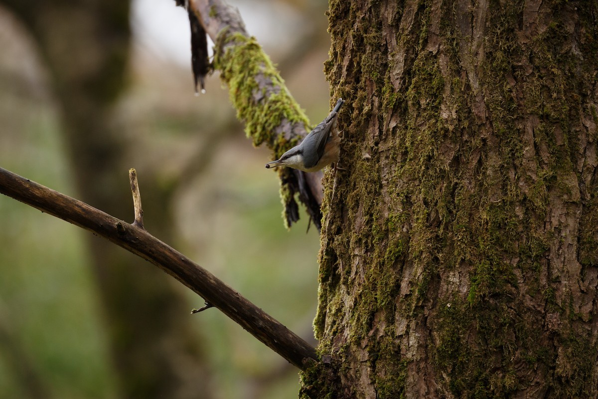Eurasian Nuthatch - ML250899471