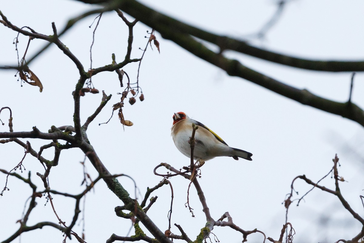 European Goldfinch - ML250899841