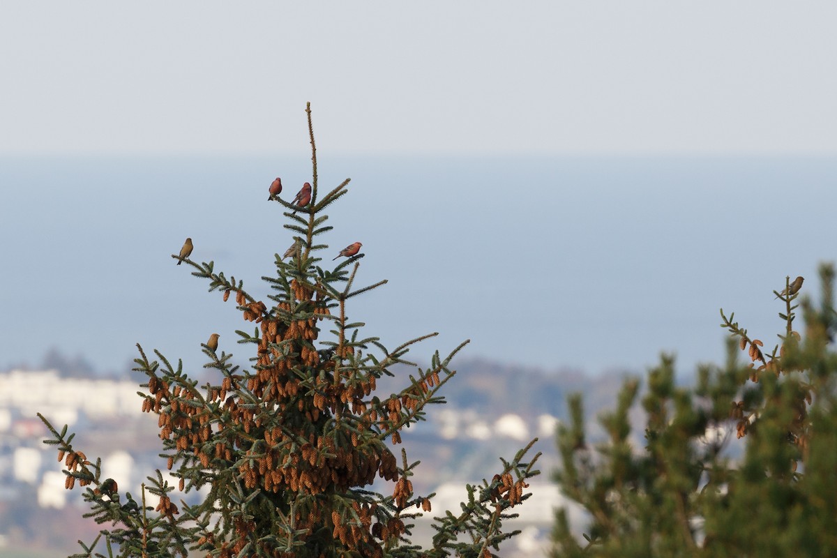 Pine Grosbeak - ML250900081