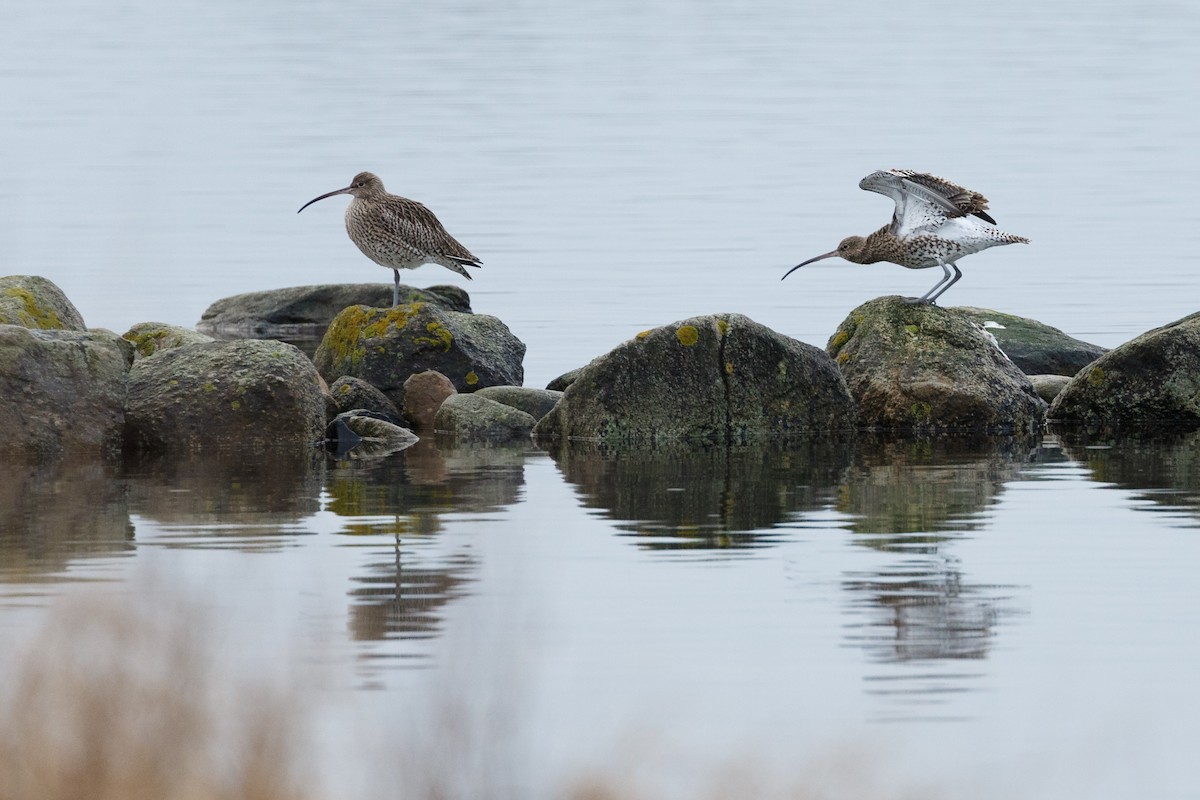 Eurasian Curlew - ML250900431