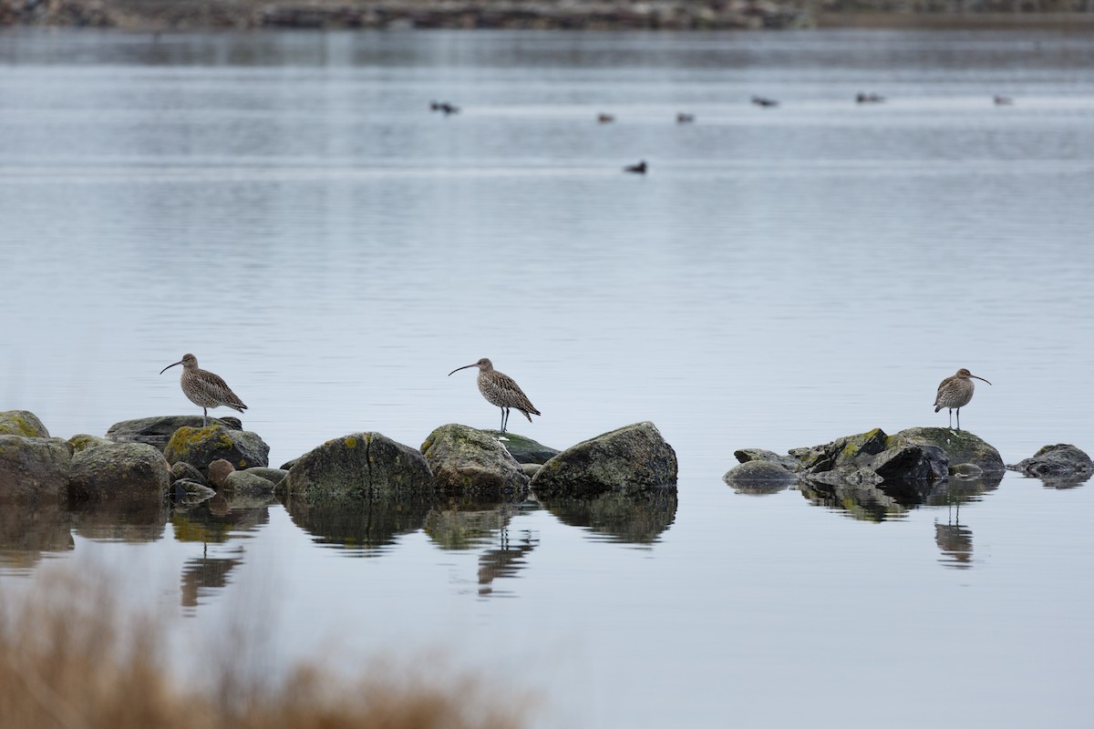 Eurasian Curlew - ML250900481
