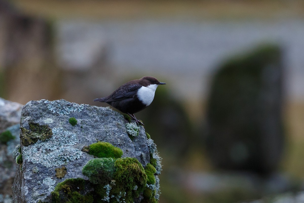 White-throated Dipper - ML250900751