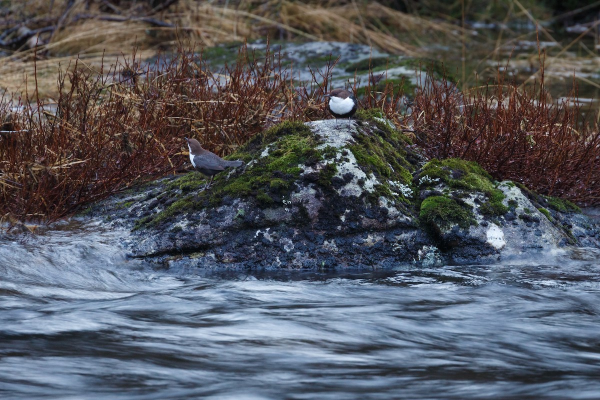 White-throated Dipper - ML250900761