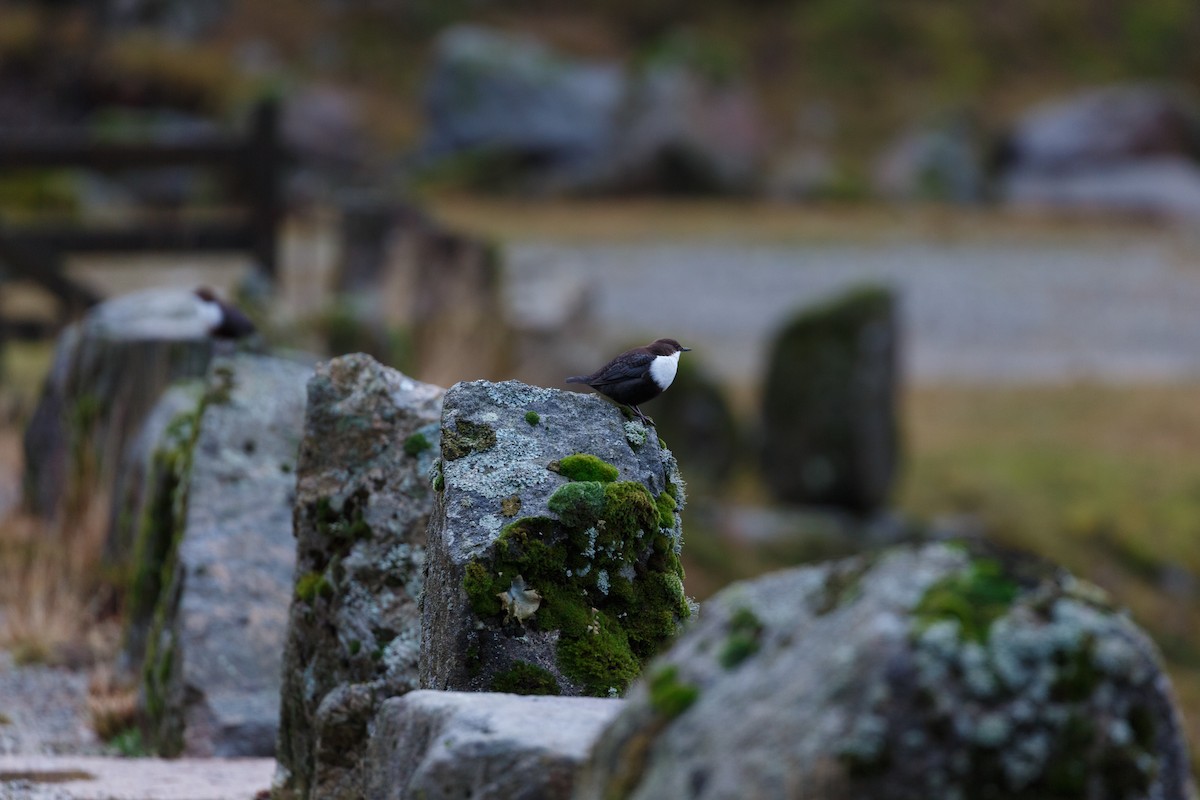 White-throated Dipper - ML250900781