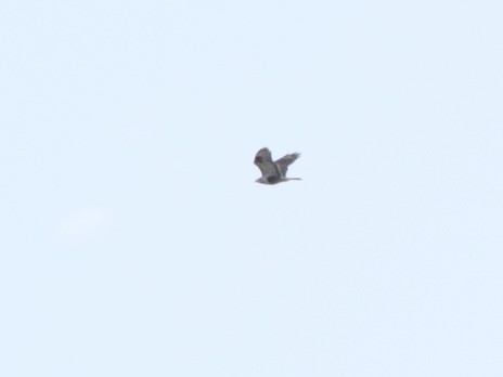 Rough-legged Hawk - ML250901121