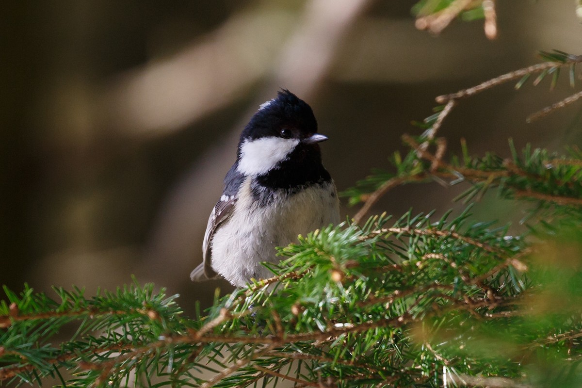 Coal Tit - ML250901511
