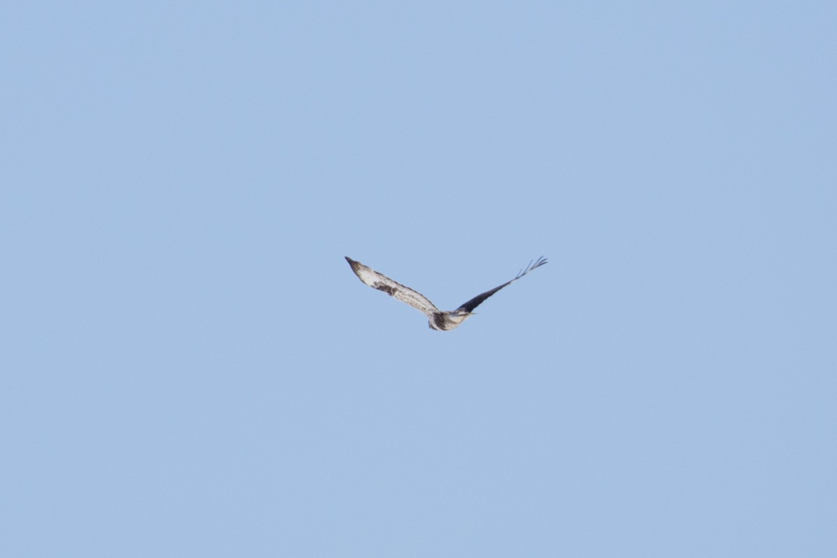 Rough-legged Hawk - ML250901831