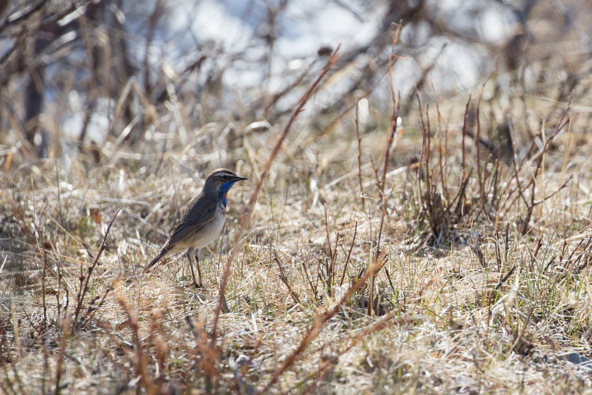 Bluethroat - ML250901891