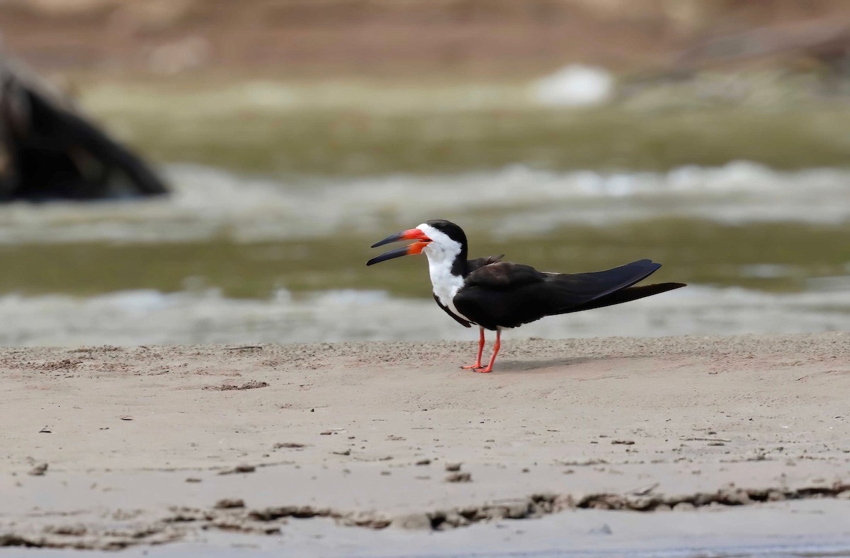 Black Skimmer - ML250902231