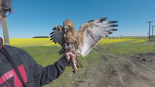 Rotschwanzbussard (calurus/abieticola) - ML250903451