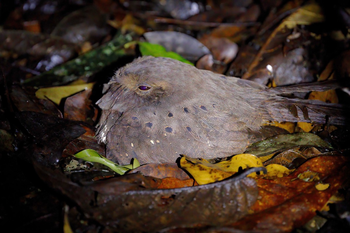 Ocellated Poorwill - ML250903721