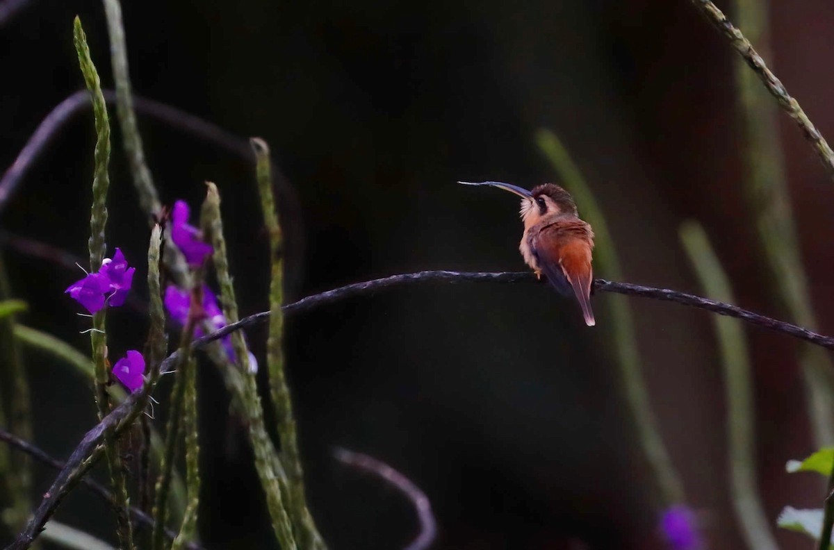 Reddish Hermit - ML250903811