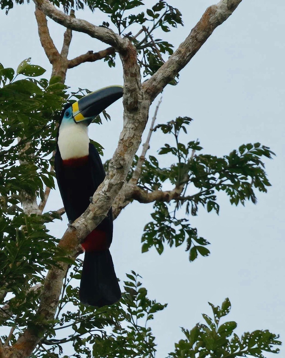 White-throated Toucan - ML250903951