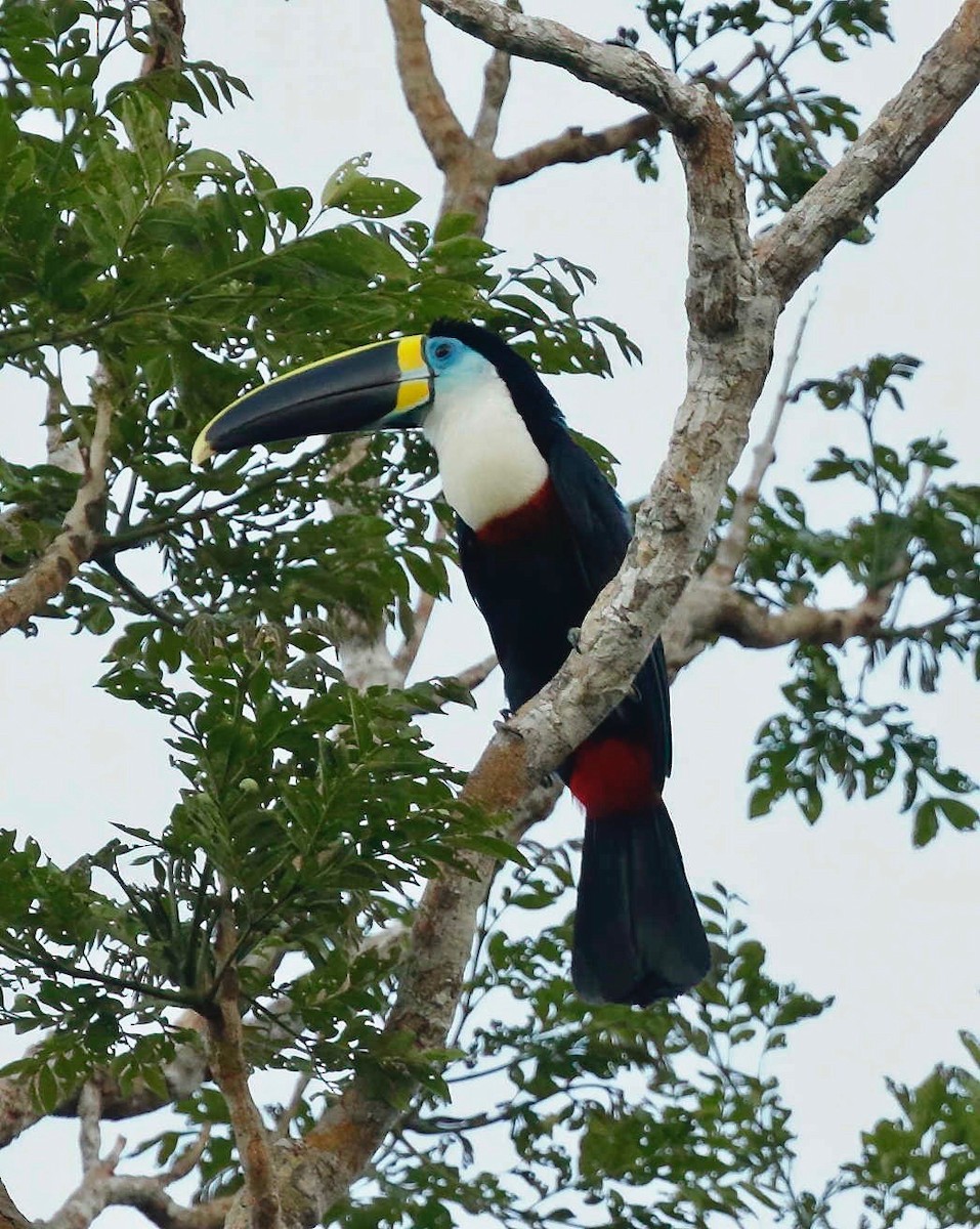 White-throated Toucan - ML250903961