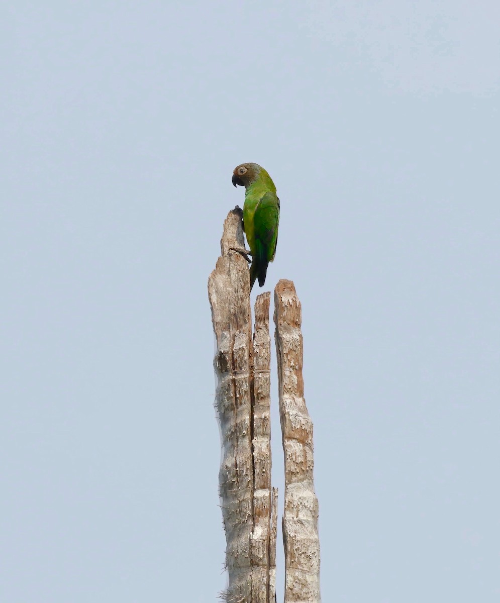 aratinga tmavohlavý - ML250904111