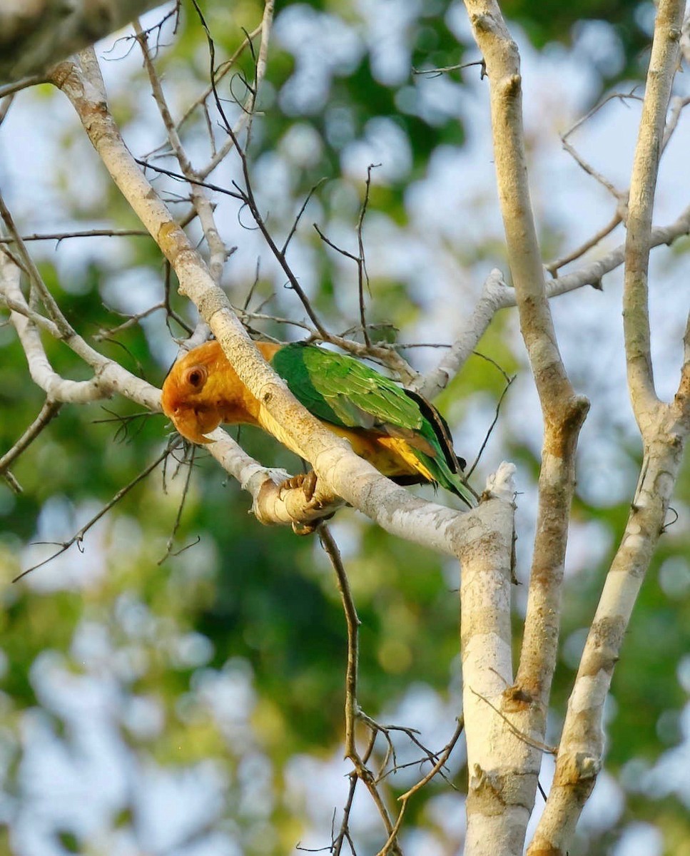 White-bellied Parrot - ML250904181